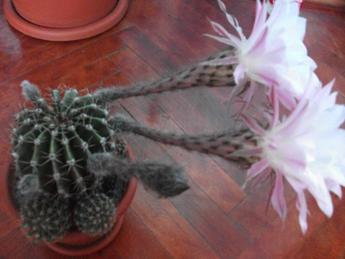 8.07.2011 - cactusi