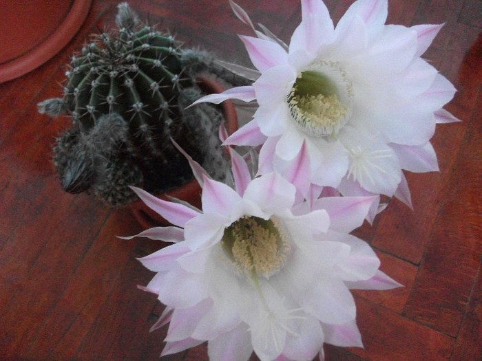 8.07.2011 - cactusi