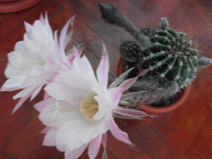 8.07.2011 - cactusi