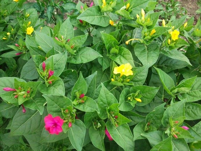 ajuga laxmanni=barba boierului=avrameasa
