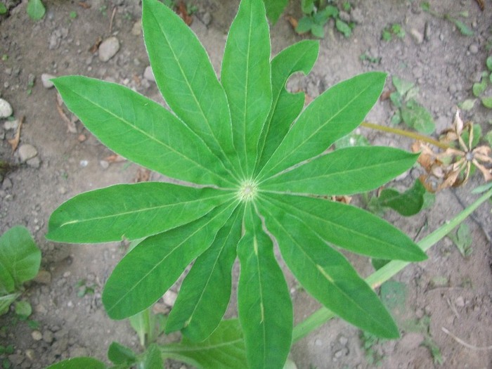 frunza de lupin