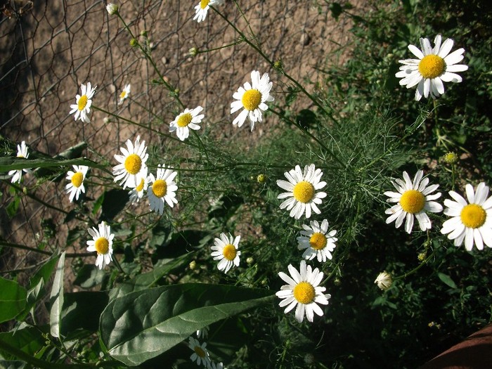 margarete