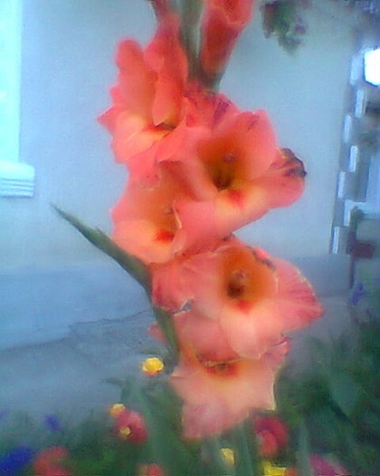 Fotogr.0083 - gladiole