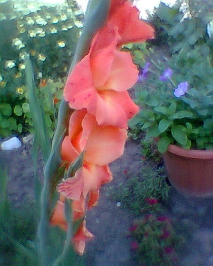 Fotogr.0094 - gladiole