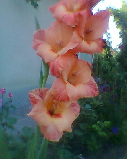 Fotogr.0095 - gladiole