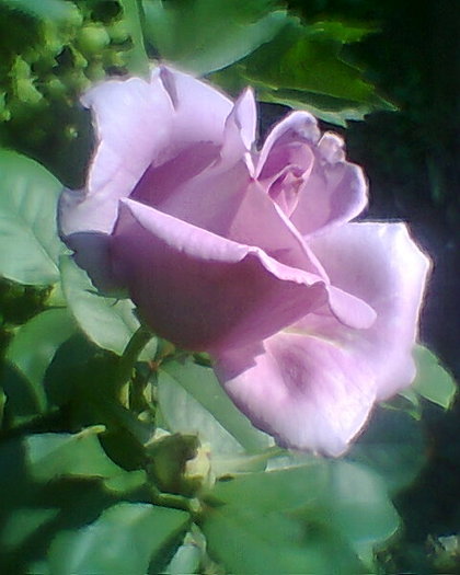 Fotogr.0099