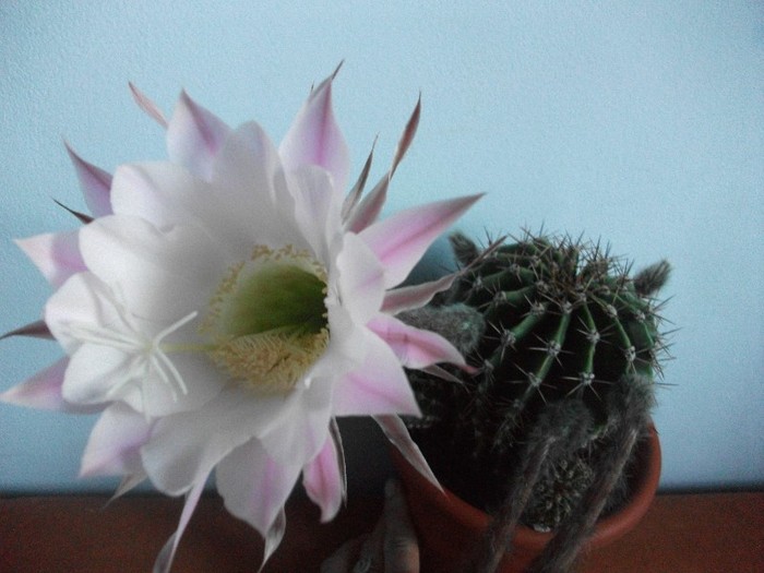 10.07.2011 - cactusi