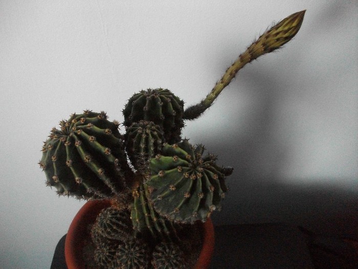 10.07.2011 - cactusi