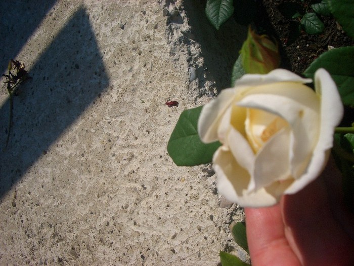 CIMG3898 - trandafiri 2011