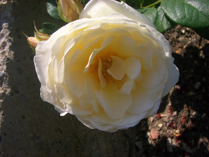 CIMG3896 - trandafiri 2011