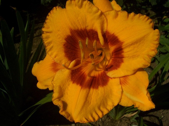 hemerocallis Little Cherub - gradina 2011