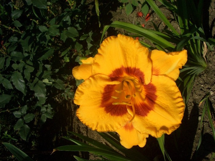 CIMG3894 - gradina 2011
