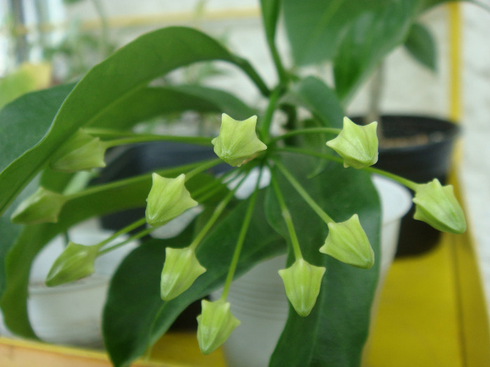 Hoya Multiflora