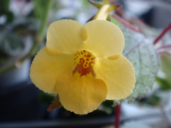 Yellow Beauty - Achimenes