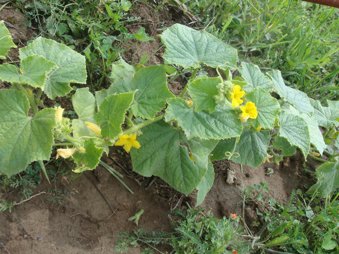 DSC02623 - Gradina