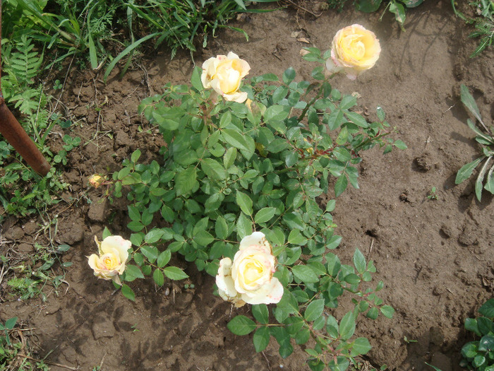 DSC02618 - Mini Rose