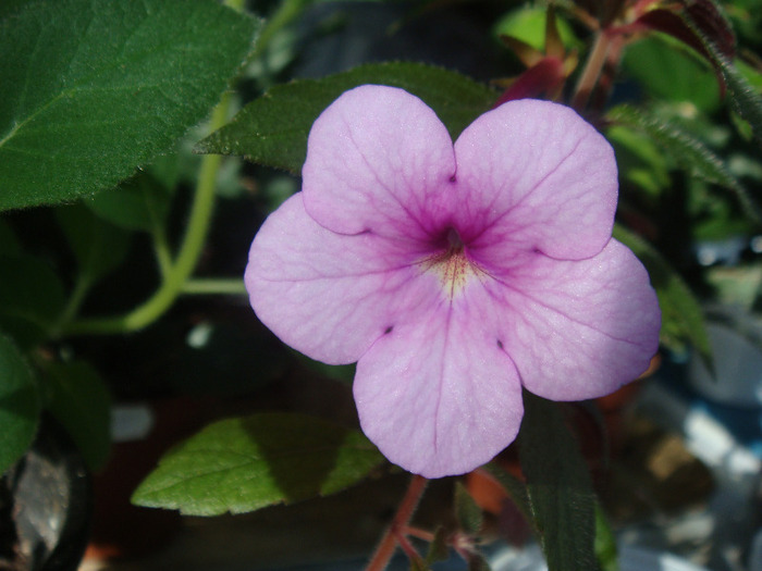 Peach Blossom - Achimenes