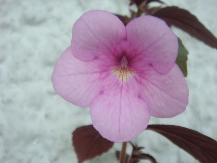 DSC02649 - Achimenes