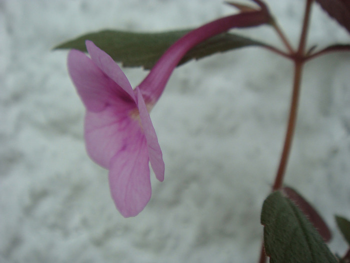 DSC02650 - Achimenes