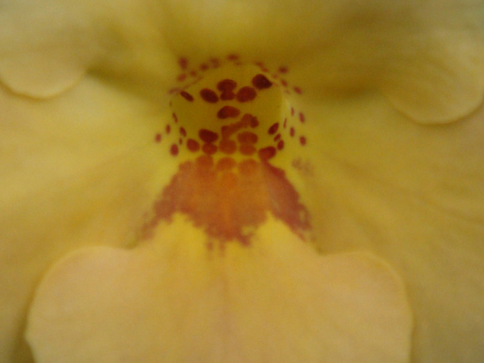 DSC02655 - Achimenes