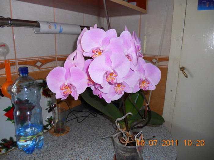 DSCN1755 - orchidee