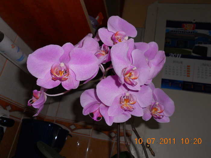 frumoasa mea - orchidee