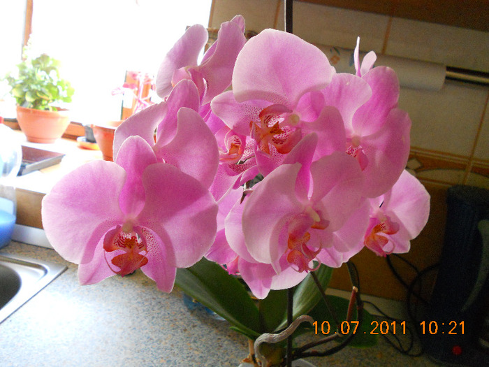 primita de la iubirea mea - orchidee