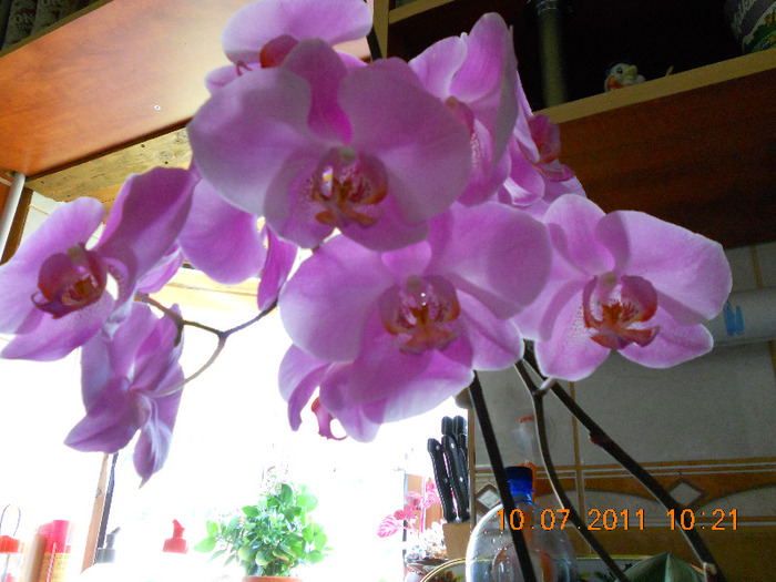 DSCN1758 - orchidee