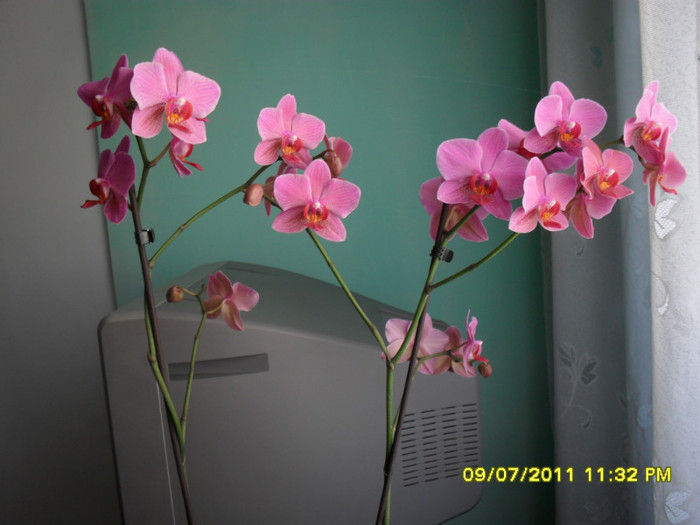 primita de ziua mea - Orhidee