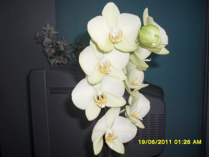 am inflorit mai mult - Orhidee
