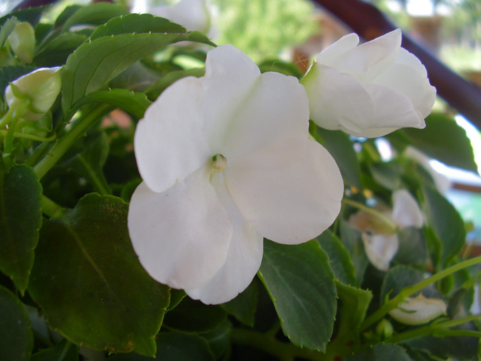  - impatiens