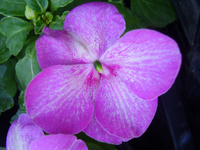  - impatiens