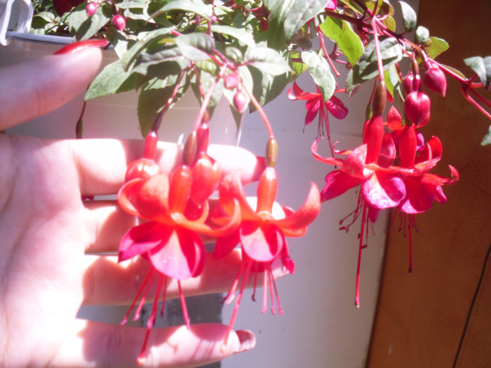 Fuchsia Marinka - X Fuchsia 2011