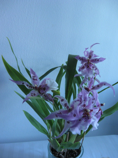 008 INFLORIRE 2011 - Alte specii de orhidee