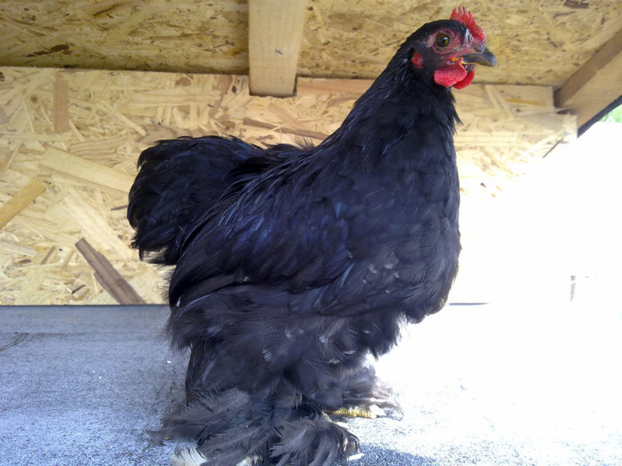 100720111077 - 7 Primele mele Pasari