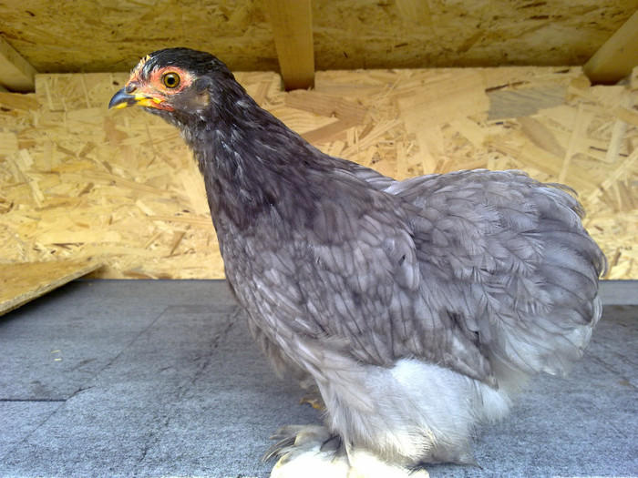 100720111082 - 7 Primele mele Pasari