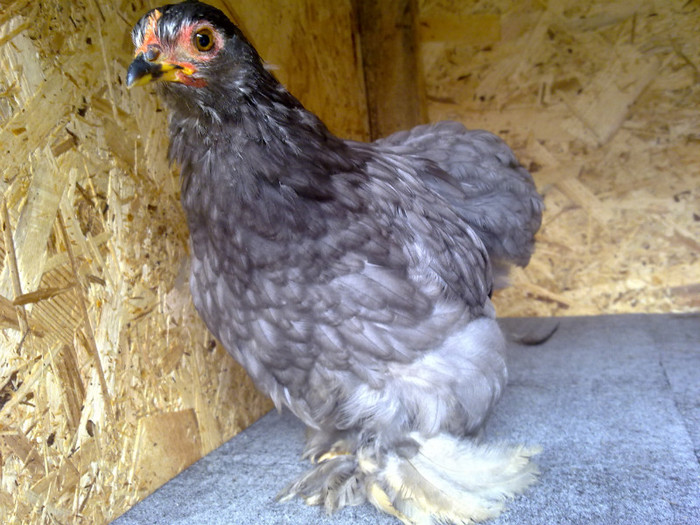 100720111084 - 7 Primele mele Pasari