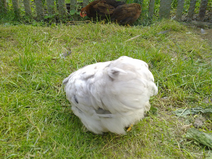 100720111089 - 7 Primele mele Pasari