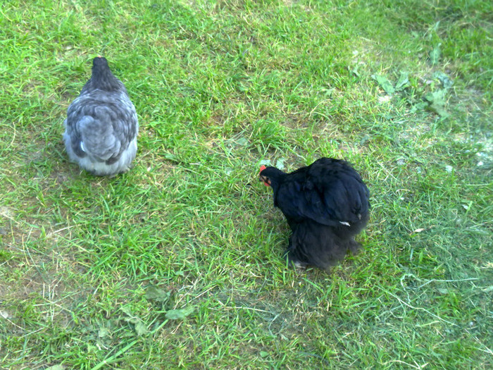 100720111094 - 7 Primele mele Pasari