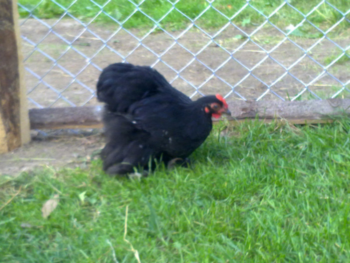 100720111096 - 7 Primele mele Pasari