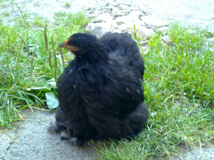 100720111101 - 7 Primele mele Pasari