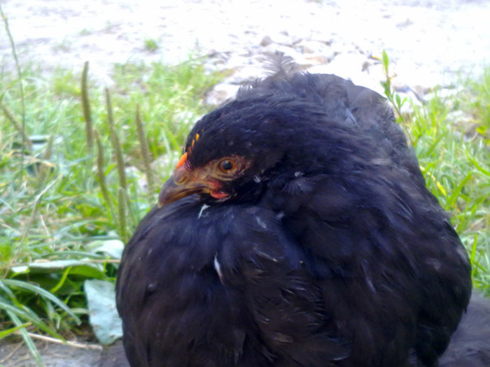 100720111104 - 7 Primele mele Pasari