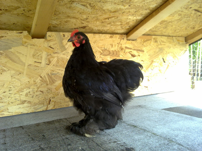 Cocosul - 7 Primele mele Pasari