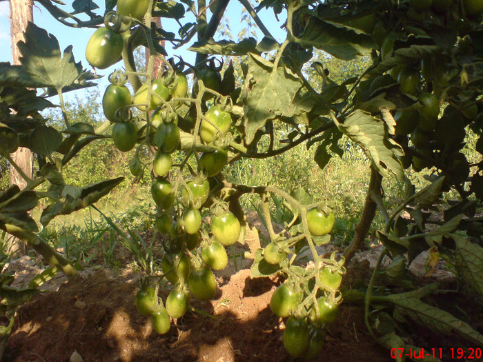 DSC00498 - legume