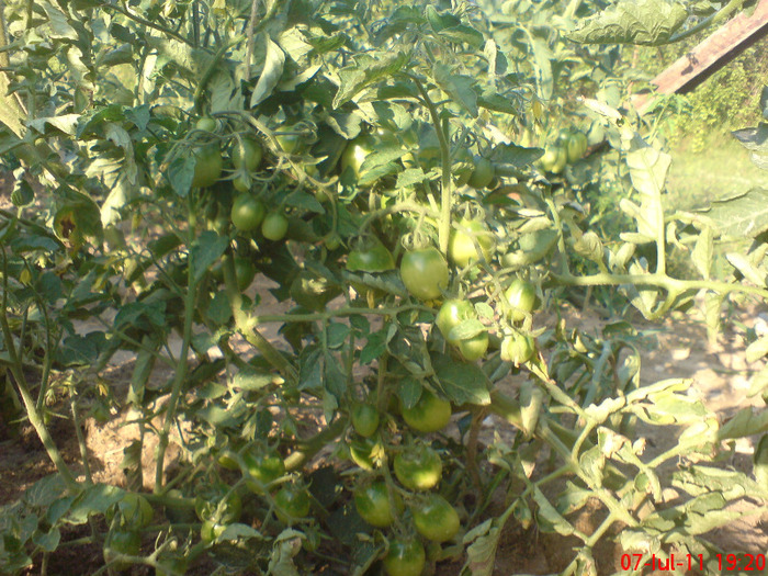 DSC00499 - legume