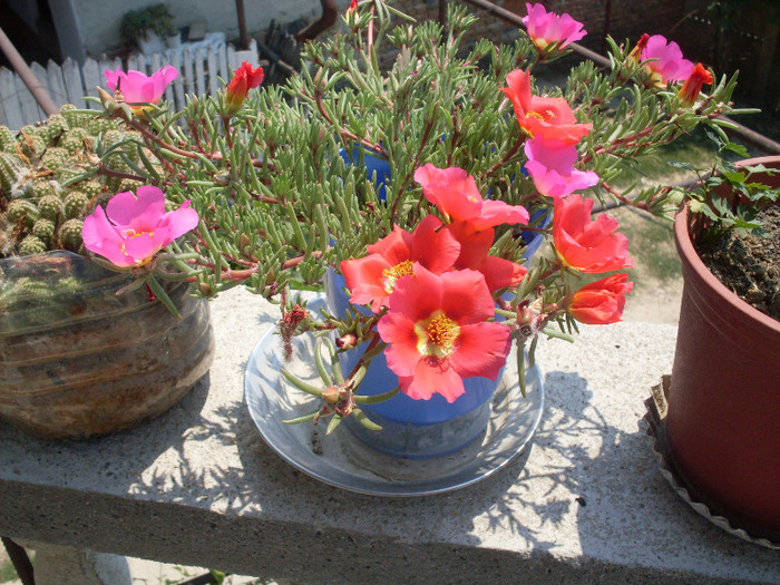 flori piatra - muscate-petunii-verbine-garofite