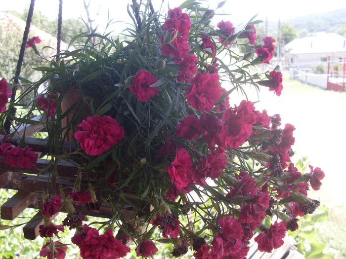 garofite suspendate2