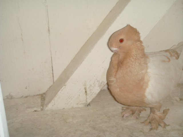 Copy (2) of DSC01812