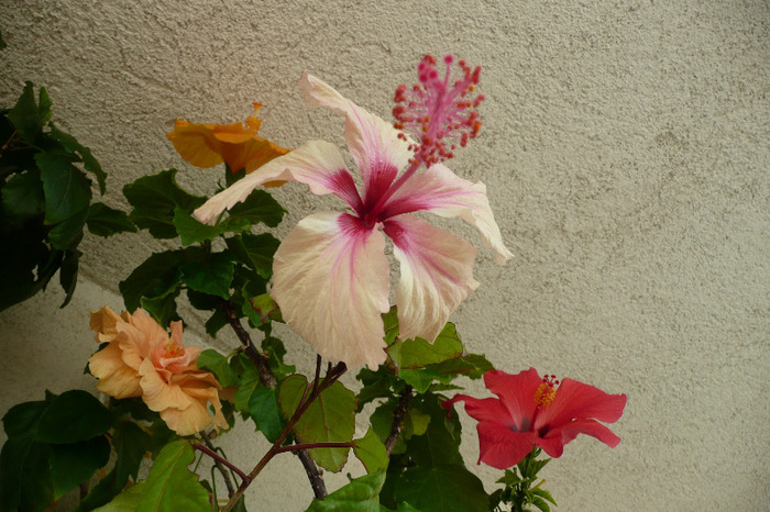 Rowenas wedding, Classic apricot, Bari si Aloha rosa,