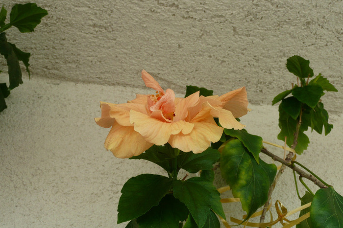 Classic apricot